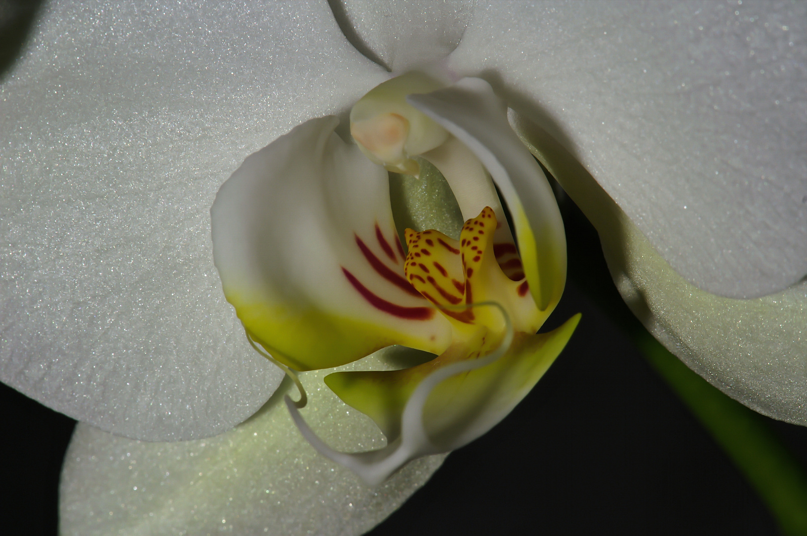 Orchidee - Palenopsis  PICT0365d19u