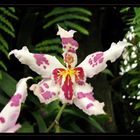 orchidée panachée