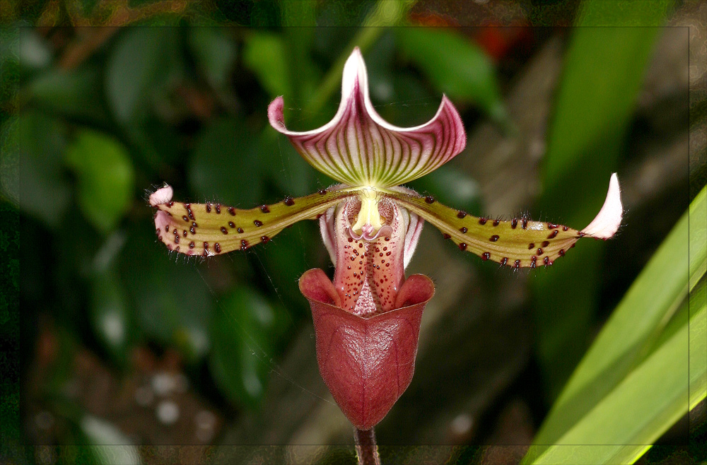 Orchidee Paphiopedilum