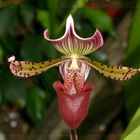 Orchidee Paphiopedilum