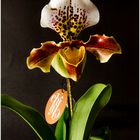 Orchidée Paphiopédilum
