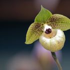 Orchidee Paphiopedilum malipoense