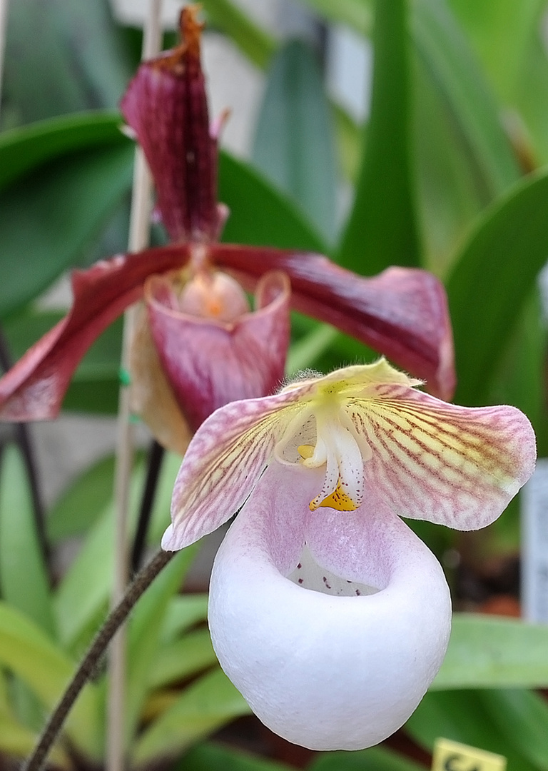 Orchidée: Paphiopedilum micranthum kwangsu