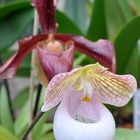 Orchidée: Paphiopedilum micranthum kwangsu