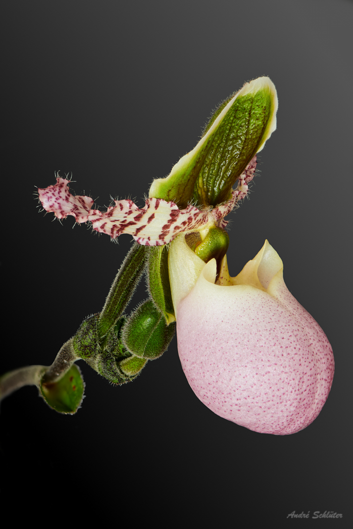 Orchidee 'Paphiopedilum pinoccio'