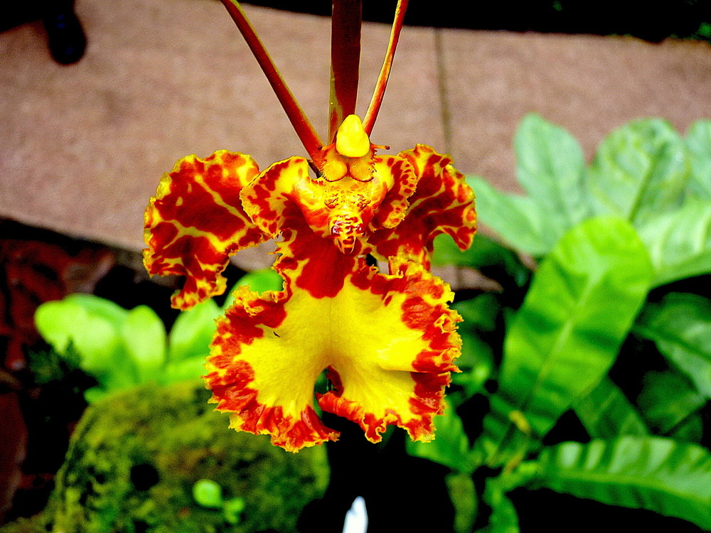 Orchidée papillon