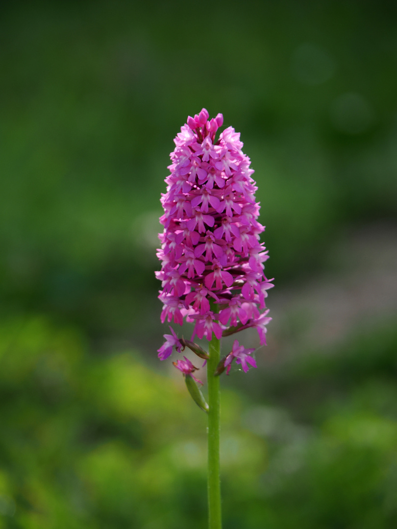 Orchidée „Pentecôte“