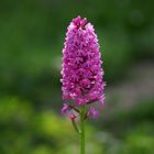 Orchidée „Pentecôte“