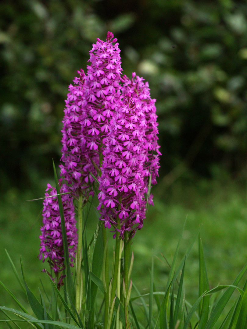 Orchidée „Pentecôte“