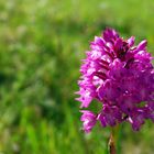 Orchidée « Pentecôte » (Orchis pyramidal) sur une berge du lac du Bousquetara