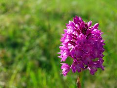 Orchidée « Pentecôte » (Orchis pyramidal) sur une berge du lac du Bousquetara