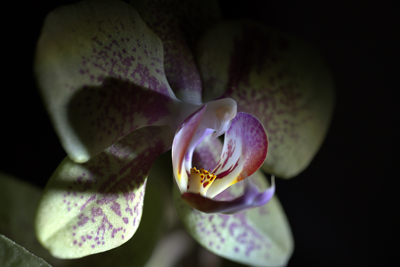 Orchidee - Pflanze, Lebewesen?
