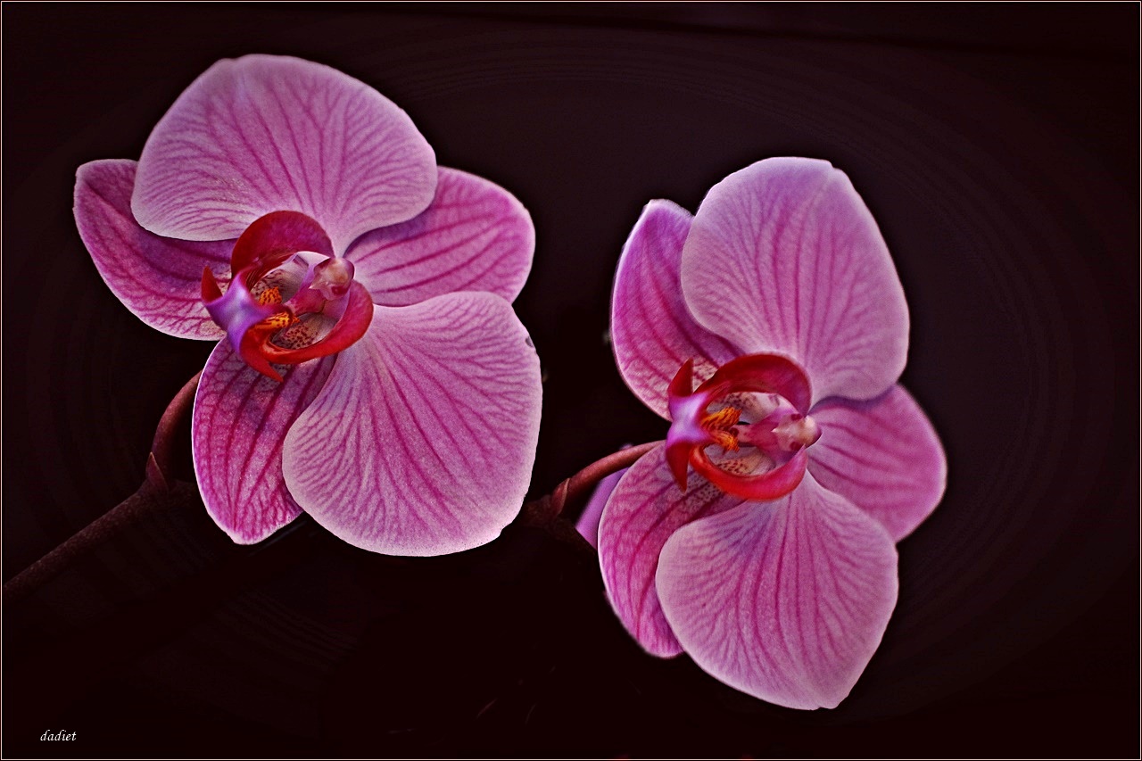 "Orchidee ( Phalaenobsis )