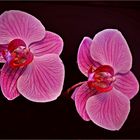 "Orchidee ( Phalaenobsis )
