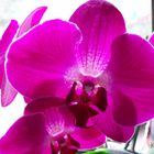 Orchidee - Phalaenopsis