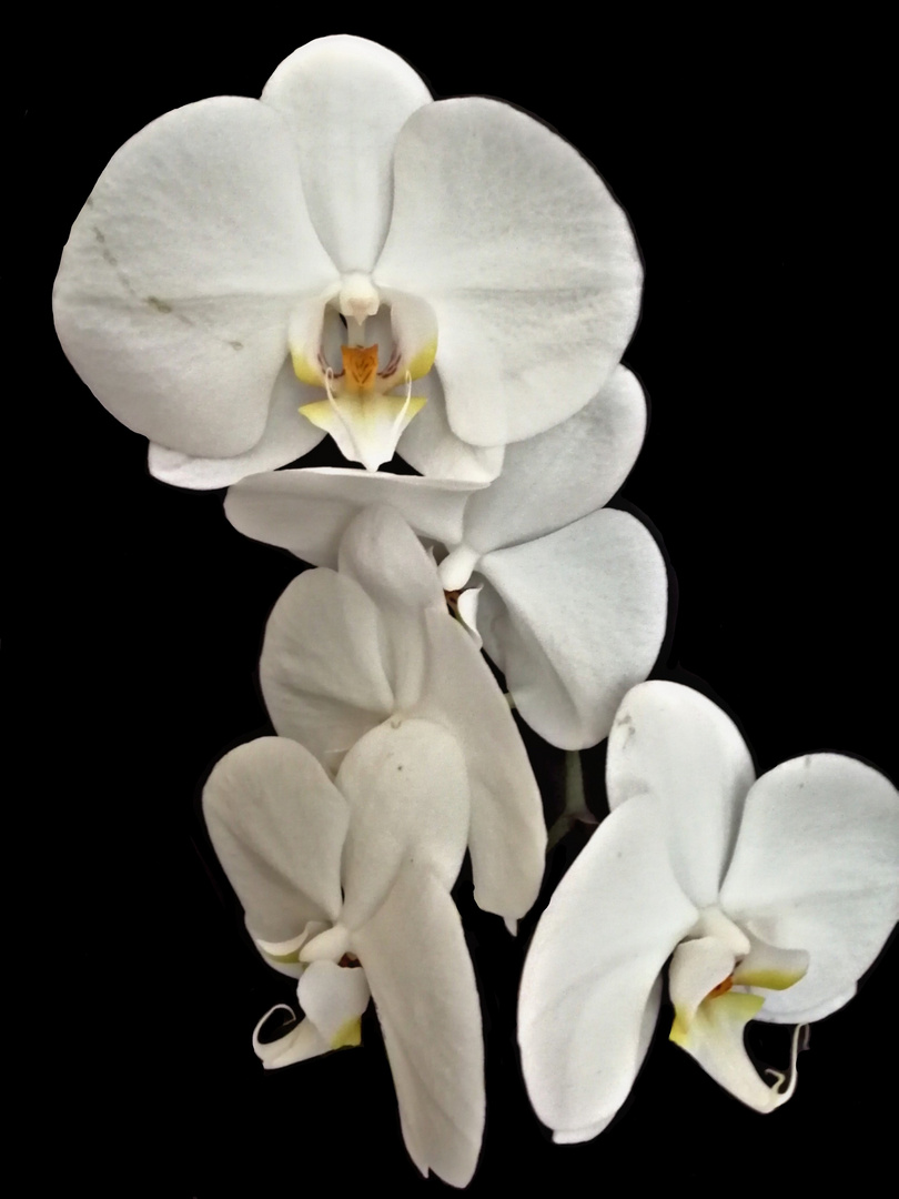 Orchidee Phalaenopsis