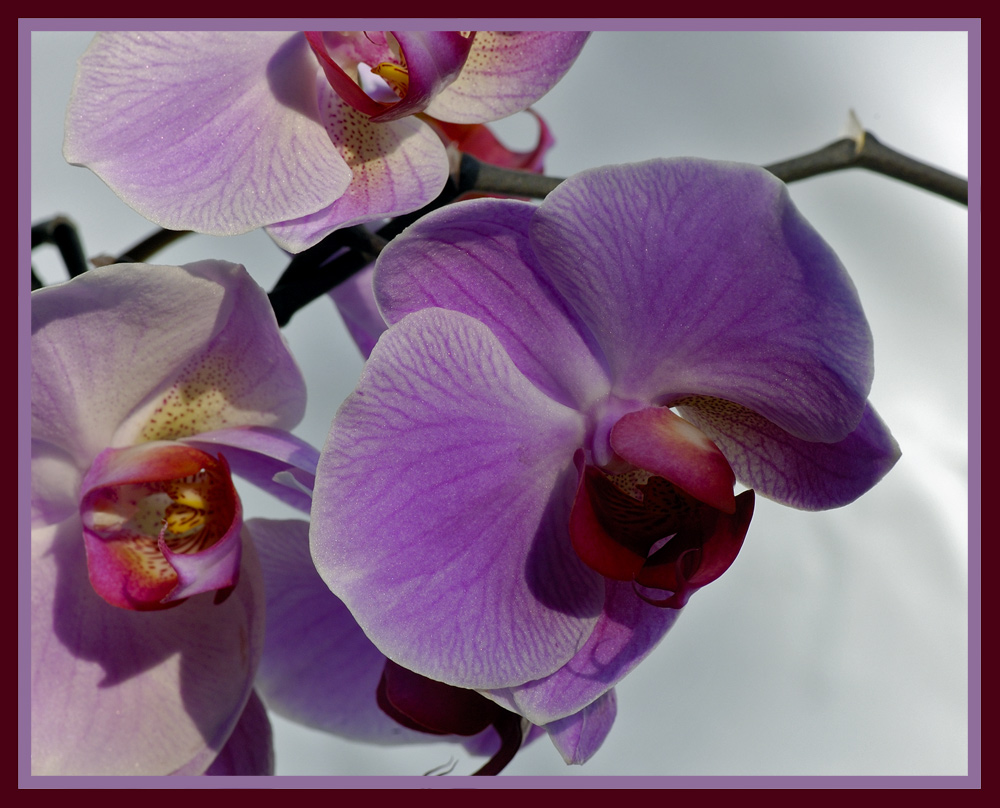 Orchidee - Phalaenopsis 2