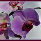 Orchidee - Phalaenopsis 2