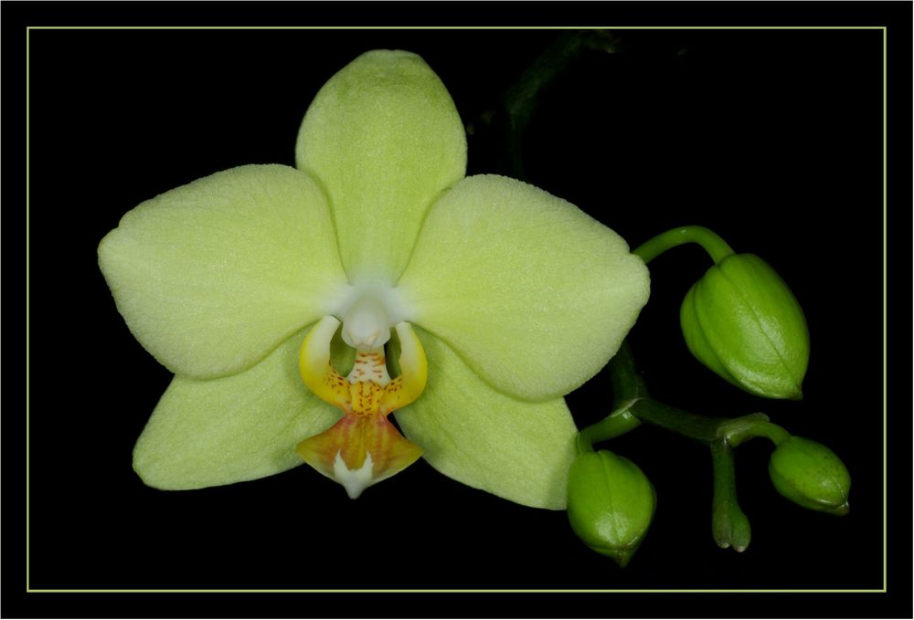 Orchidee ( Phalaenopsis )