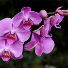 ~ Orchidee Phalaenopsis ~