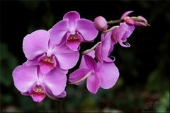 ~ Orchidee Phalaenopsis ~