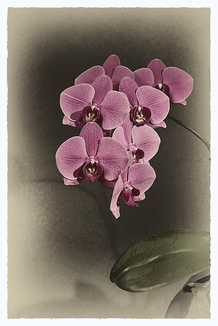 Orchidee Phalaenopsis