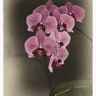 Orchidee Phalaenopsis