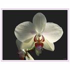 Orchidee Phalaenopsis