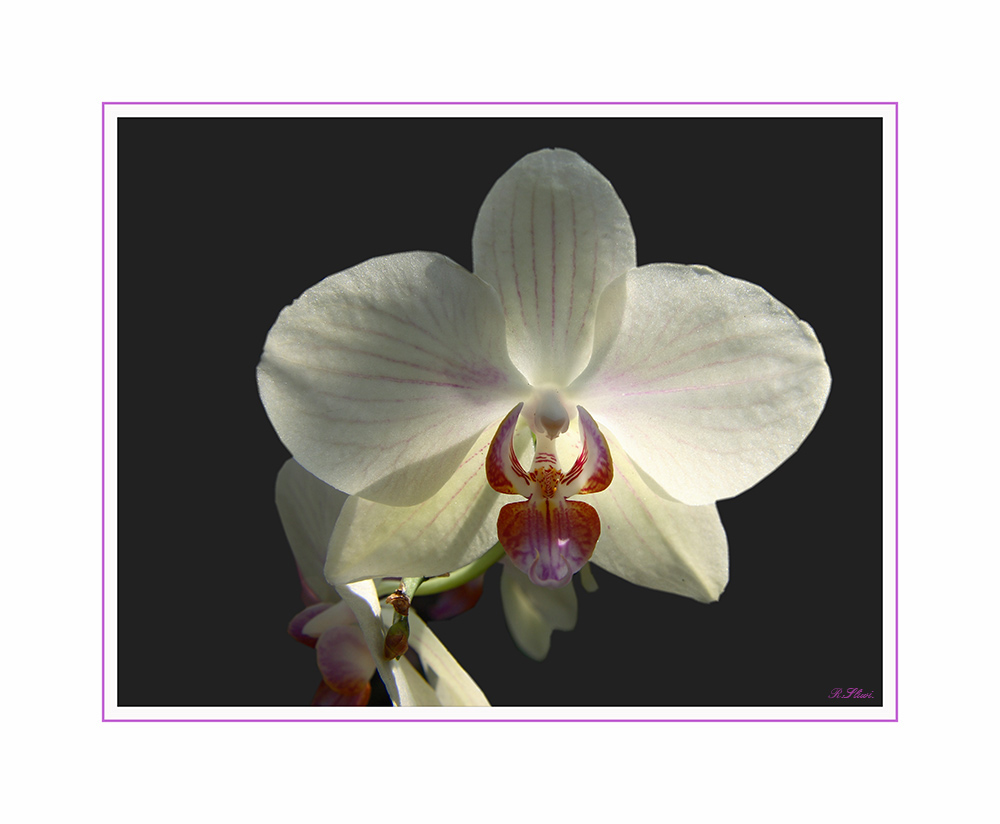 Orchidee Phalaenopsis