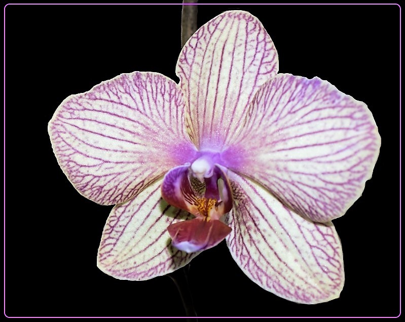 Orchidee (Phalaenopsis)