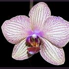 Orchidee (Phalaenopsis)