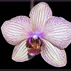 Orchidee (Phalaenopsis)