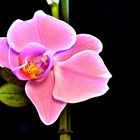 Orchidee Phalaenopsis