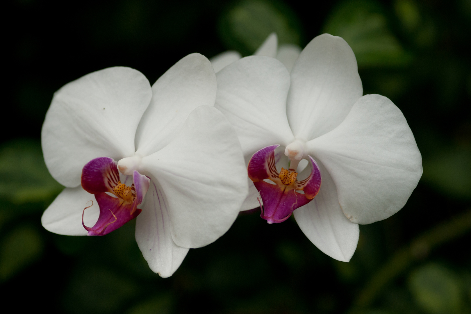 Orchidee phalaenopsis