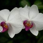 Orchidee phalaenopsis