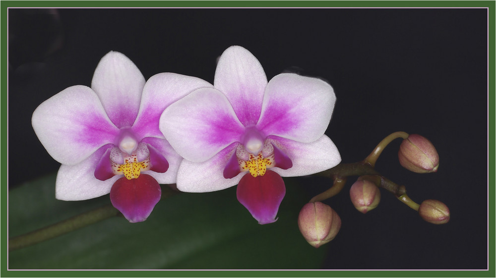Orchidee (Phalaenopsis)