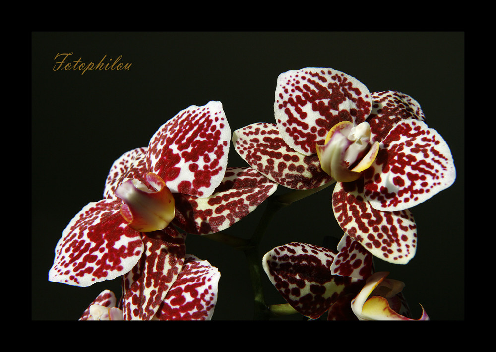 Orchidée (Phalaenopsis)