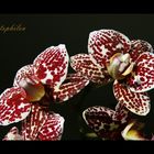 Orchidée (Phalaenopsis)