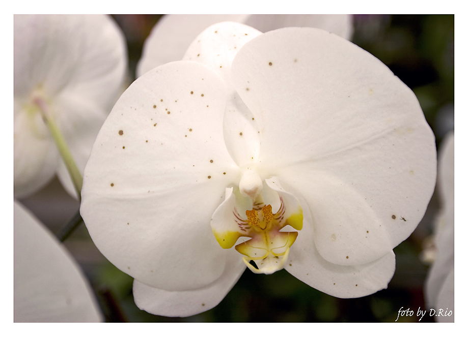 Orchidee Phalaenopsis