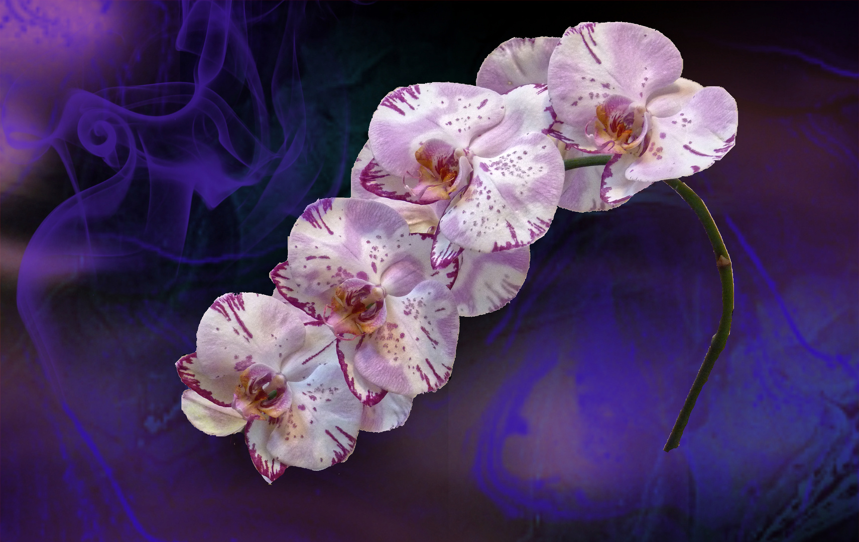 Orchidée phalaenopsis