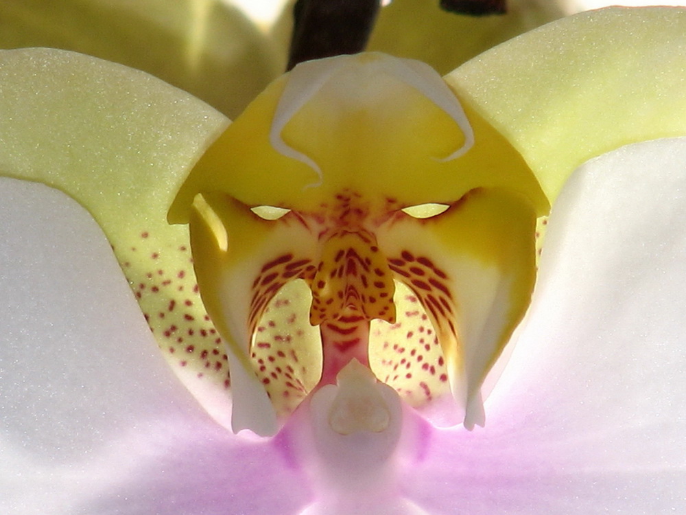 Orchidee, Phalaenopsis by noflame 