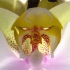 Orchidee, Phalaenopsis