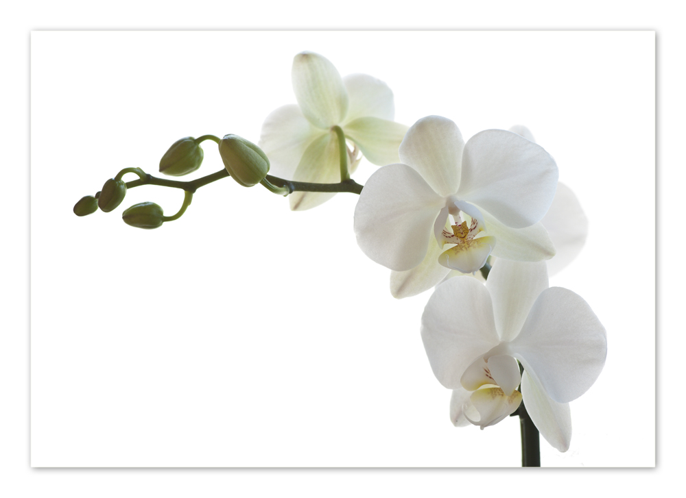 Orchidee - Phalaenopsis