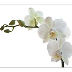 Orchidee - Phalaenopsis