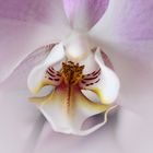 Orchidee Phalaenopsis