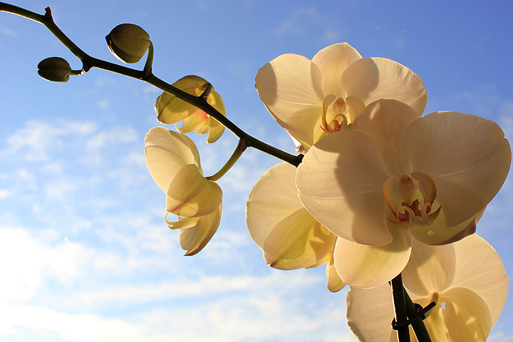 Orchidee - Phalaenopsis