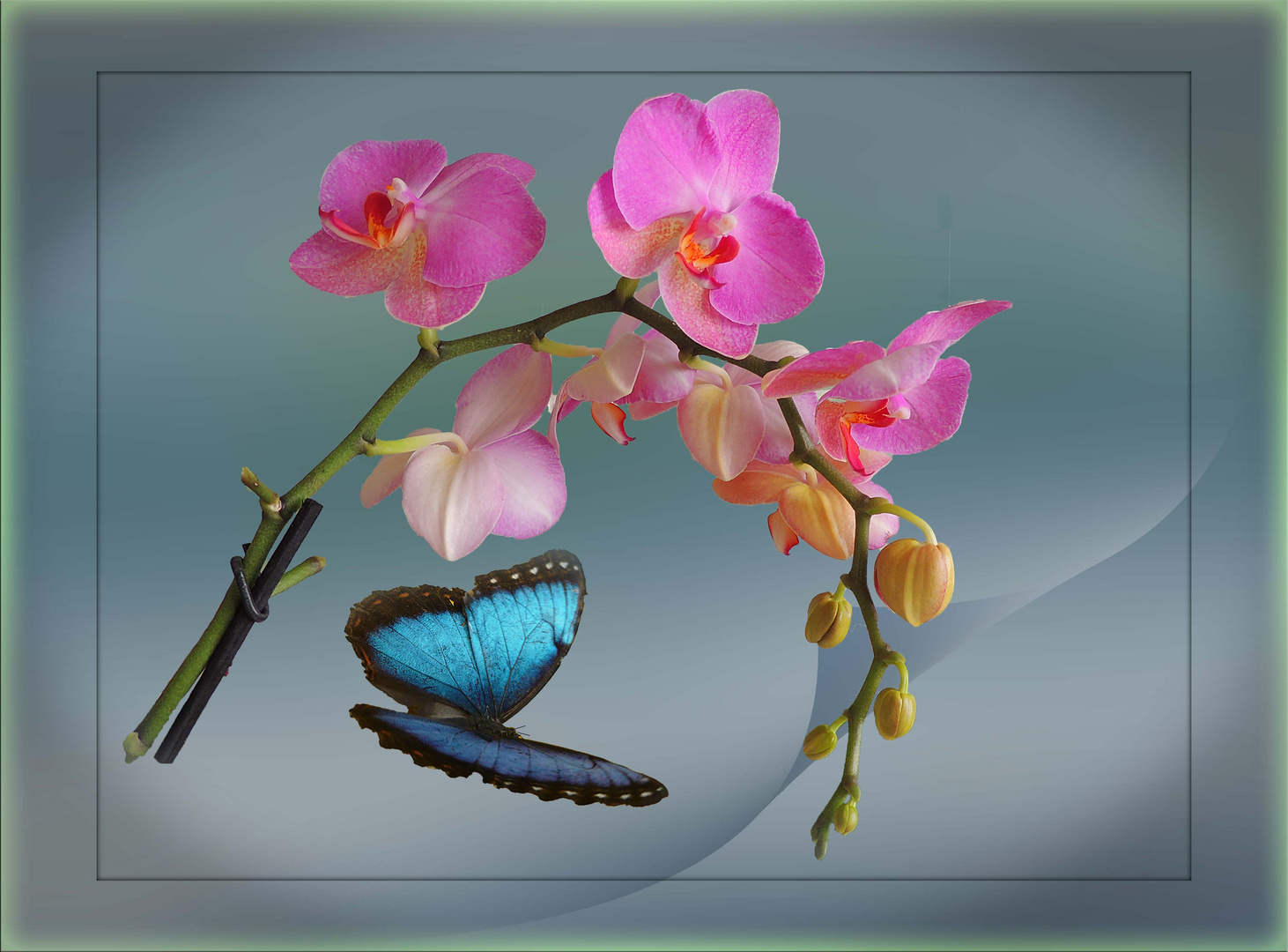 Orchidée phalaenopsis et Morpho