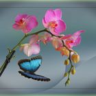 Orchidée phalaenopsis et Morpho