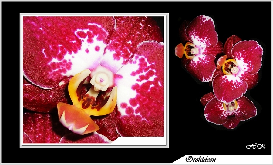 Orchidee----Phalaenopsis