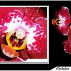 Orchidee----Phalaenopsis